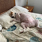 Baxter is registered to the contest to win money with this photo: dog, bed, pillow, lamp, wooden_headboard, quilt, seashell_pattern, bedroom, relaxed, resting, fur, pet, indoor, furniture, sleeping, comfort, canine, collar, side_table, cozy