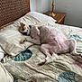 dog, bed, pillow, lamp, wooden_headboard, quilt, seashell_pattern, bedroom, relaxed, resting, fur, pet, indoor, furniture, sleeping, comfort, canine, collar, side_table, cozy