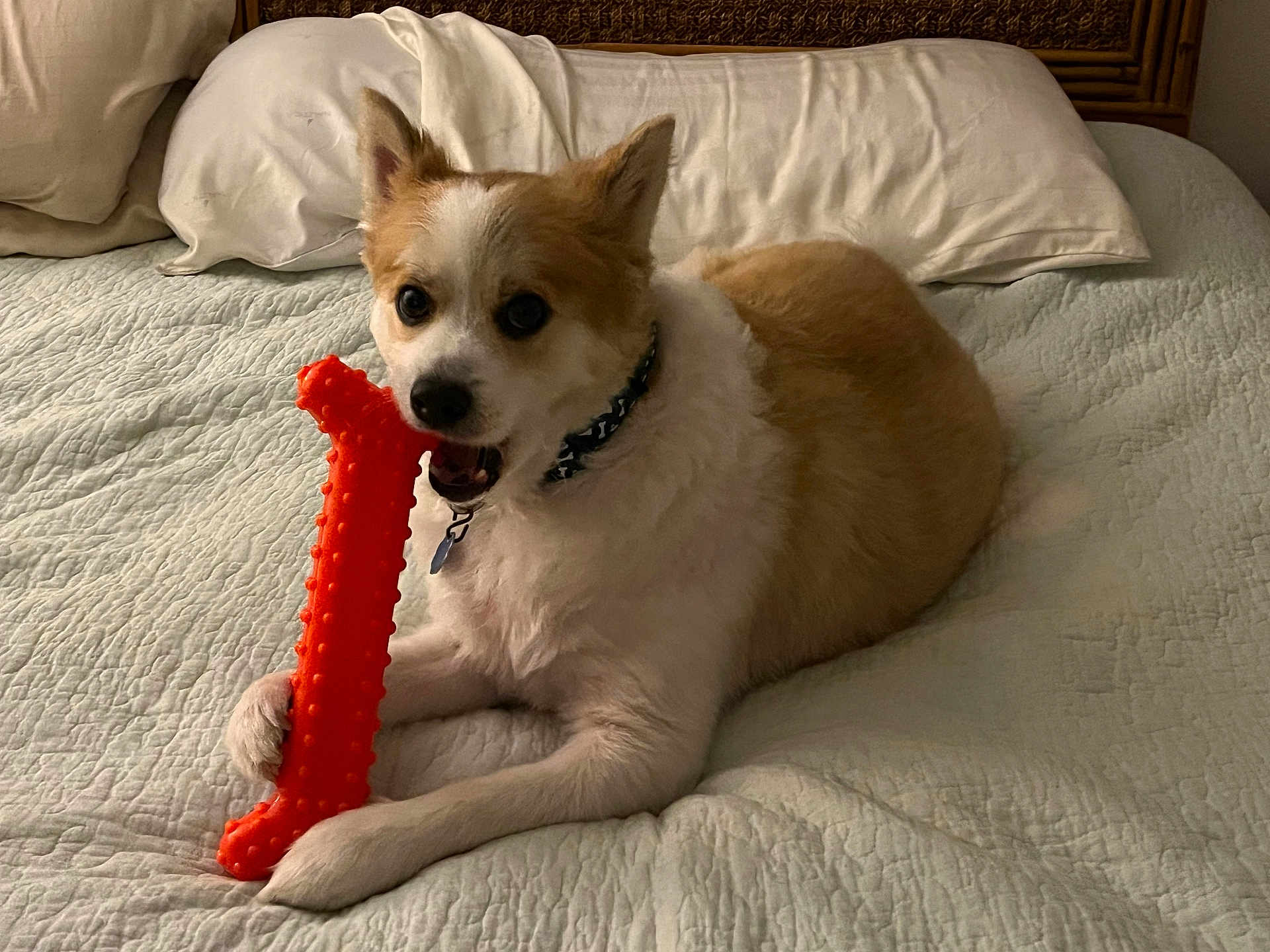 Baxter is registered to the contest to win money with this photo: dog, toy, bed, orange_toy, pet, playing, indoor, collar, fur, cute, animal, white_bedspread, pillow, resting, canine, bedroom, comfort, pet_toy, lying_down, playful
