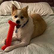 Baxter joined the competition — help win amazing prizes! animal, bed, bone, canine, collar, comfort, cute, dog, fur, home, indoor, orange, paw, pet, pillow, playful, resting, snack, toy, white_quilt