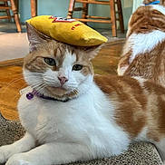 Puddles joined the competition — help win amazing prizes! cat, orange_and_white, indoor, feline, pet, relaxed, scratcher, hat, two_cats, furniture, wood_floor, collar, playful, cute, domestic_animal, animal, mammal, whiskers, ears, floor