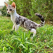 Smokey participe au concours pour gagner de l'argent avec cette photo : alert, animal, bushes, cat, curious, ears, feline, fur, garden, grass, greenery, kitten, mammal, nature, outdoor, pet, small, tail, whiskers, young