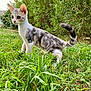 alert, animal, bushes, cat, curious, ears, feline, fur, garden, grass, greenery, kitten, mammal, nature, outdoor, pet, small, tail, whiskers, young