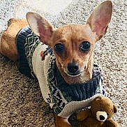 Daisy Lou joined the competition — help win amazing prizes! dog, small_dog, sweater, toy, teddy_bear, carpet, pet, cute, ears, brown_dog, indoor, cozy, knitwear, animal, companion, looking, lying_down, soft_texture, adorable, domestic