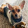 dog, small_dog, sweater, toy, teddy_bear, carpet, pet, cute, ears, brown_dog, indoor, cozy, knitwear, animal, companion, looking, lying_down, soft_texture, adorable, domestic