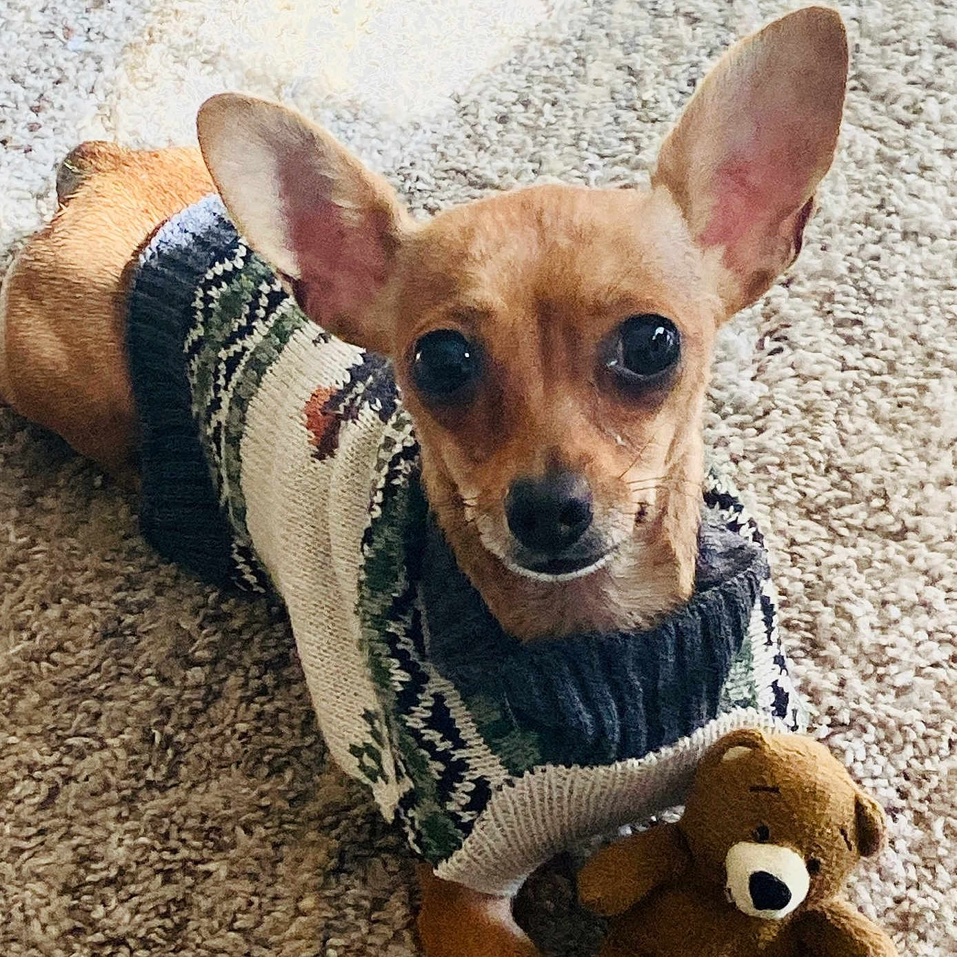Daisy Lou