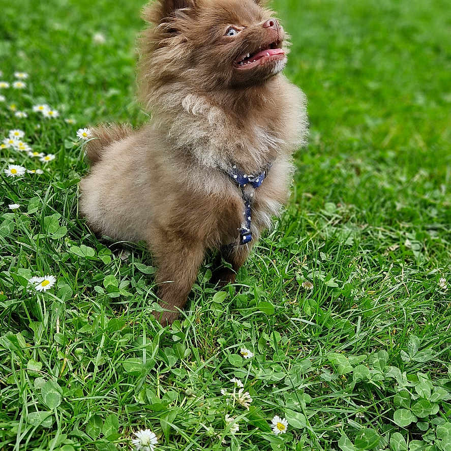 Naya participe au concours pour gagner de l'argent avec cette photo : animal, brown_dog, canine, cute, daisies, daylight, dog, fluffy, garden, grass, greenery, happy, leash, nature, outdoor, park, pet, playful, sitting, small_dog