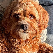Petey is registered to the contest to win money with this photo: dog, pet, curly_fur, brown_fur, close_up, portrait, indoors, couch, pillow, relaxed, sunlight, cozy, animal, companion, furry, looking, snout, ears, whiskers, domestic_animal