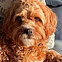 dog, pet, curly_fur, brown_fur, close_up, portrait, indoors, couch, pillow, relaxed, sunlight, cozy, animal, companion, furry, looking, snout, ears, whiskers, domestic_animal