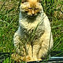 animal, cat, closeup, daylight, feline, fur, grass, greenery, leaf, mammal, nature, outdoor, peaceful, pet, plant, relaxed, sitting, sunlight, whiskers, wild