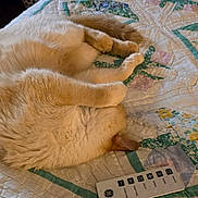 Trubble is registered to the contest to win money with this photo: animal, bed, cat, comfort, cozy, cream_color, curled_up, fur, furniture, home, indoor, nap, pattern, pet, quilt, relaxation, remote_control, resting, sleeping, soft
