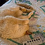 animal, bed, cat, comfort, cozy, cream_color, curled_up, fur, furniture, home, indoor, nap, pattern, pet, quilt, relaxation, remote_control, resting, sleeping, soft
