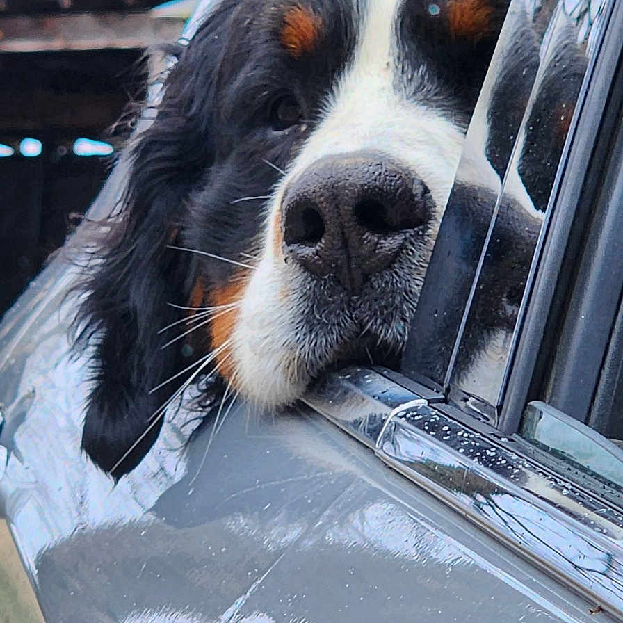 Sonny G joined the competition — help win amazing prizes! animal, black, brown, car, closeup, daylight, dog, fur, head, nature, nose, outdoor, pet, reflection, resting, road, vehicle, waiting, white, window