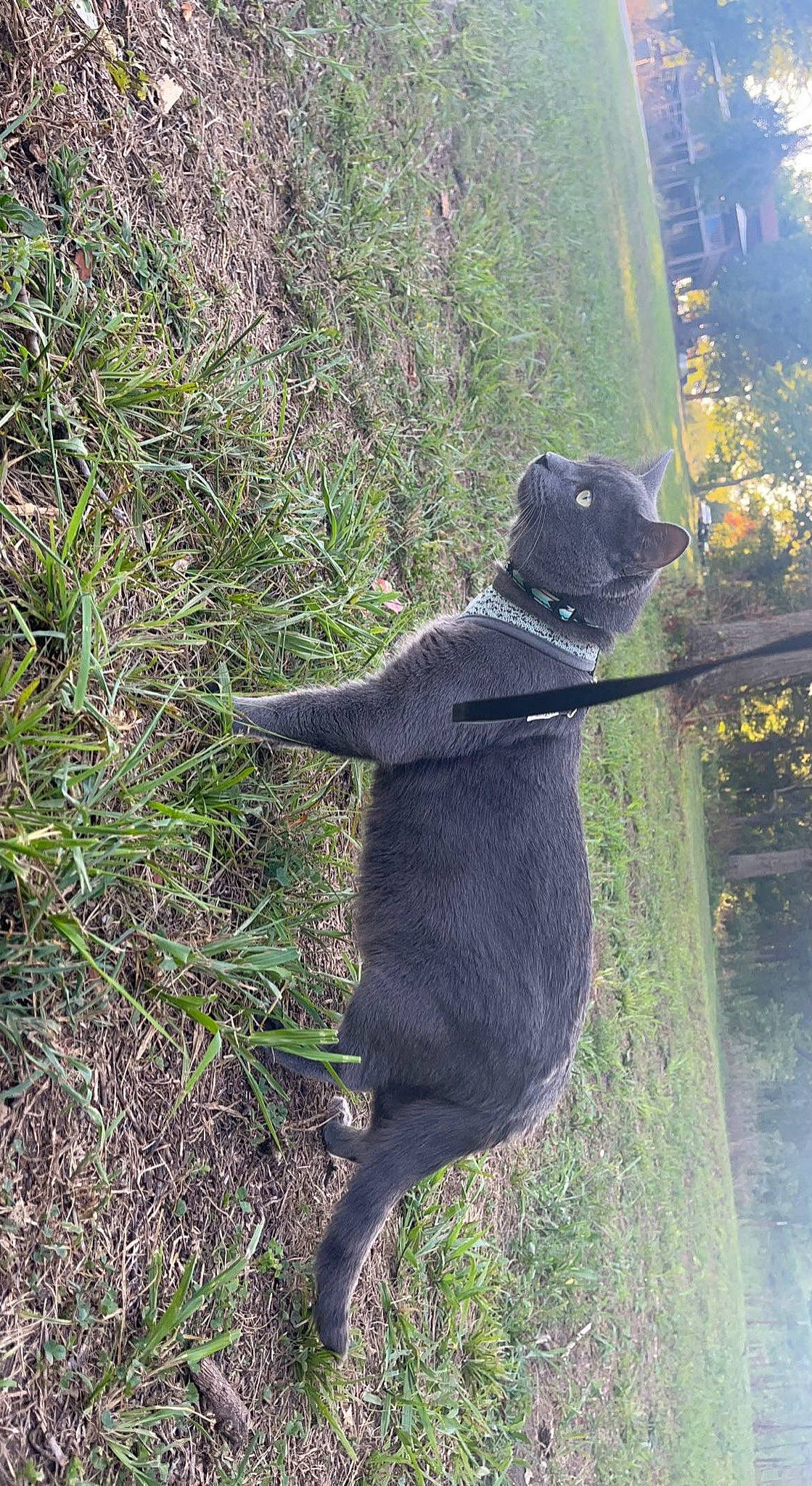 King Smokey is registered to the contest to win money with this photo: canidae, carnivore, collar, dog, dog_breed, dog_hiking, domestic_short_haired_cat, felidae, fur, grass, leash, plant, shadow, small_to_medium_sized_cats, snout, sporting_group, tail, terrestrial_animal, tree, trunk