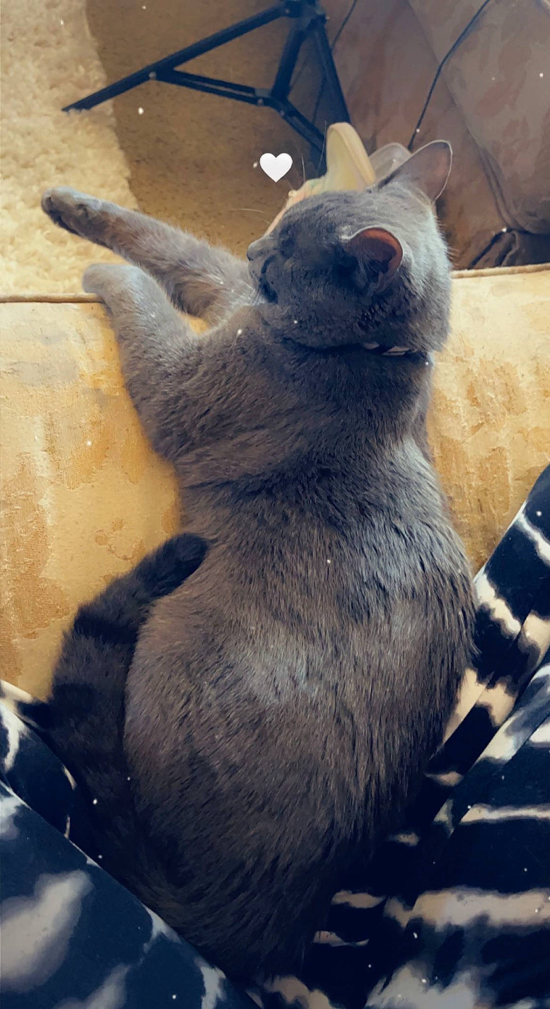 King Smokey is registered to the contest to win money with this photo: carnivore, claw, comfort, dog_breed, felidae, foot, fur, grey, koala, marine_mammal, paw, small_to_medium_sized_cats, snout, tail, terrestrial_animal, whiskers, wildlife