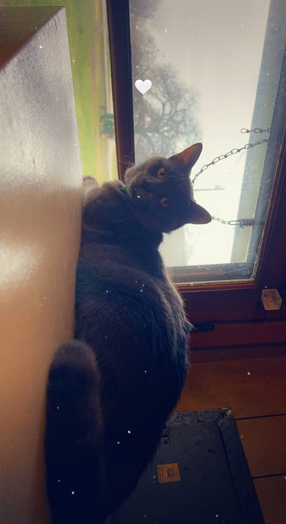 King Smokey joined the competition — help win amazing prizes! black_cat, bombay, carnivore, cat, domestic_short_haired_cat, felidae, fixture, flooring, fur, glass, shadow, sitting, small_to_medium_sized_cats, snout, tail, terrestrial_animal, tints_and_shades, whiskers, window, wood