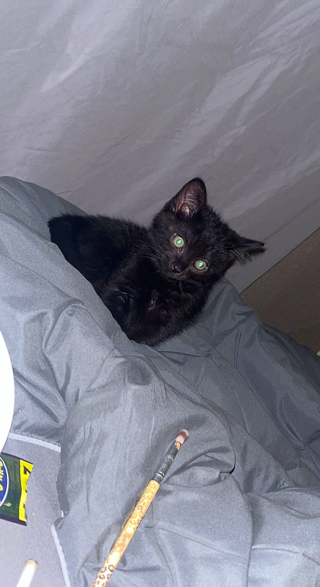 Cleopatra joined the competition — help win amazing prizes! bed, black_cat, bombay, carnivore, cat, comfort, domestic_short_haired_cat, felidae, fur, grey, personal_protective_equipment, sleeve, small_to_medium_sized_cats, tail, whiskers