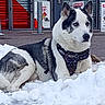 husky, dog, snow, harness, blue_eyes, outdoor, animal, pet, winter, street, urban, storefront, sign, resting, fur, canine, alert, pavement, cold, leash