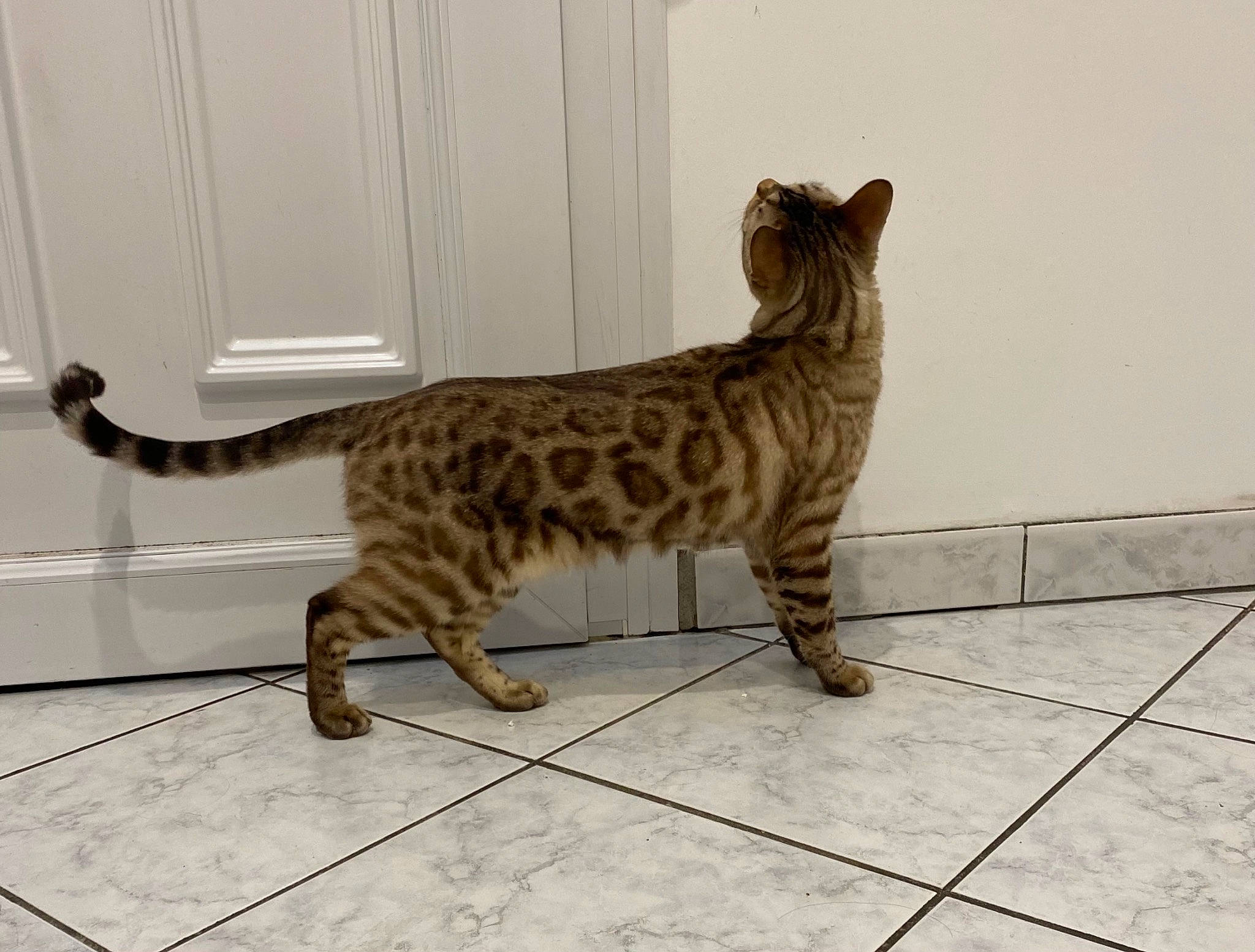 Simba a rejoint le concours — aidez-le/la à gagner de superbes lots ! carnivore, cat, claw, domestic_short_haired_cat, felidae, flooring, foot, fur, lynx, paw, small_to_medium_sized_cats, snout, tail, terrestrial_animal, whiskers, wildlife, wood