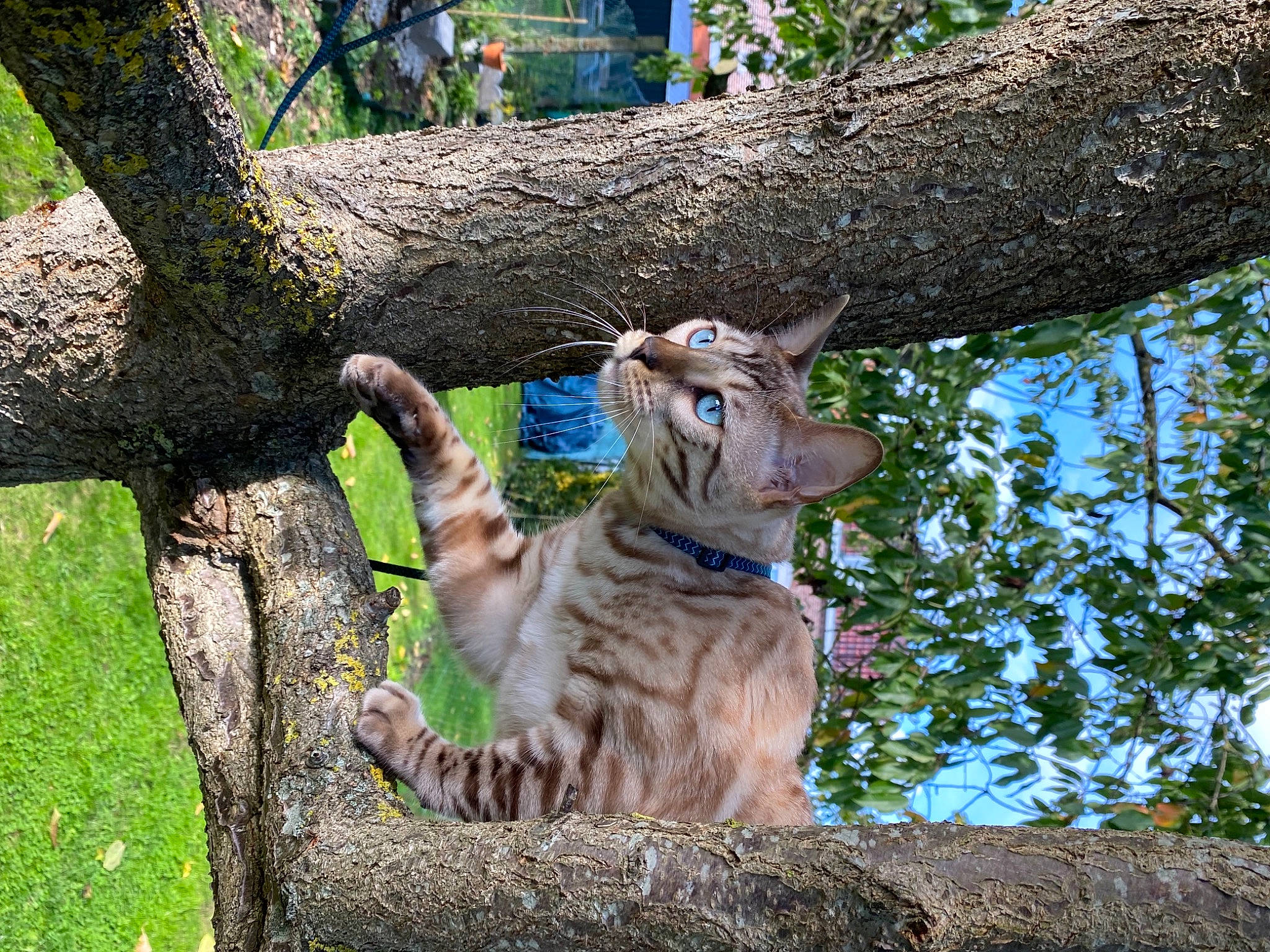Simba participe au concours pour gagner de l'argent avec cette photo : big_cats, branch, carnivore, cat, eye, fawn, felidae, fur, grass, groundcover, plant, small_to_medium_sized_cats, snout, tail, terrestrial_animal, tree, trunk, twig, whiskers, wood
