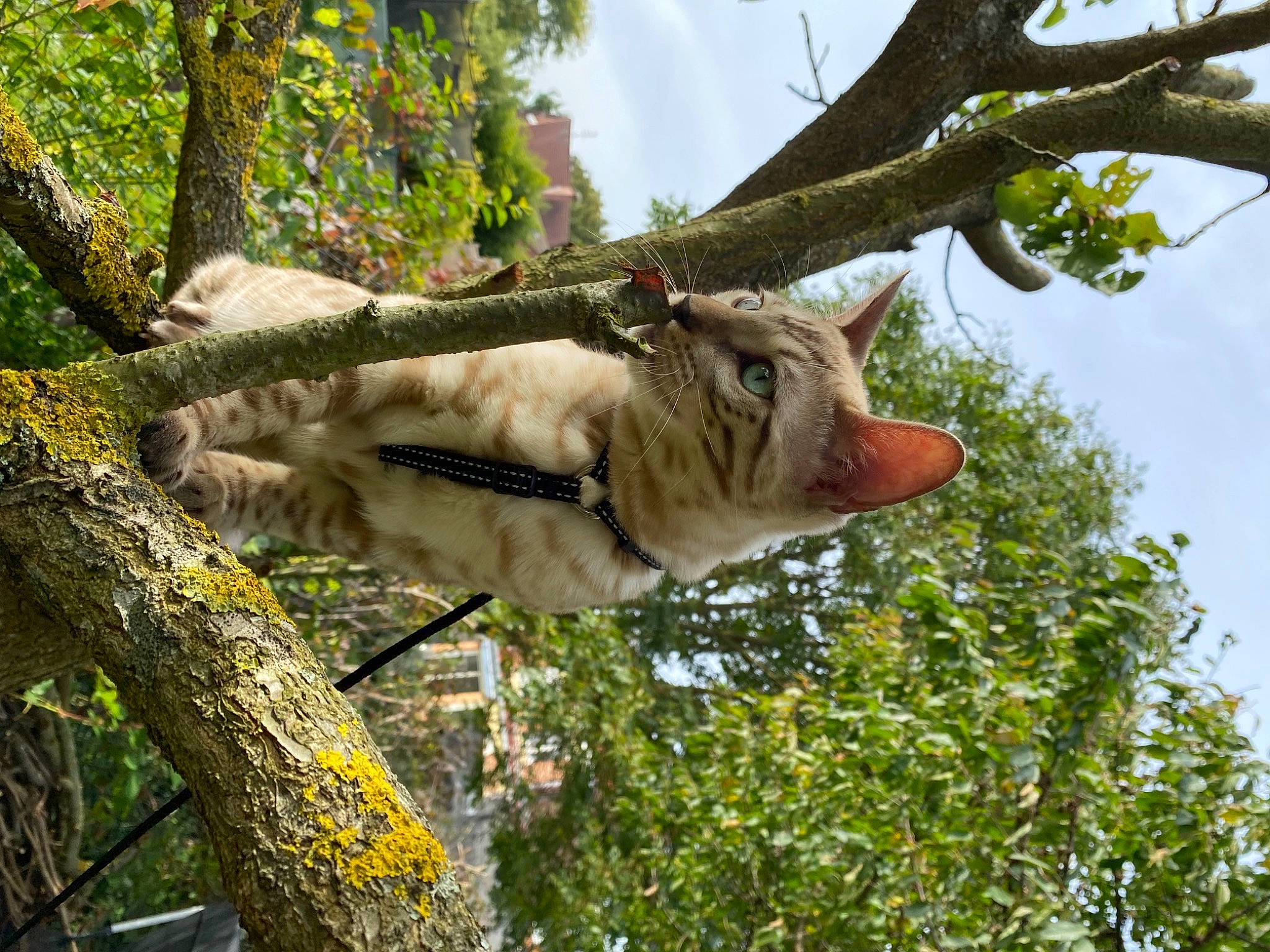 Simba participe au concours pour gagner de l'argent avec cette photo : branch, carnivore, domestic_short_haired_cat, fawn, felidae, fur, grass, jungle, plant, plant_stem, sky, small_to_medium_sized_cats, tail, terrestrial_animal, tree, trunk, twig, wildlife, wood, woody_plant