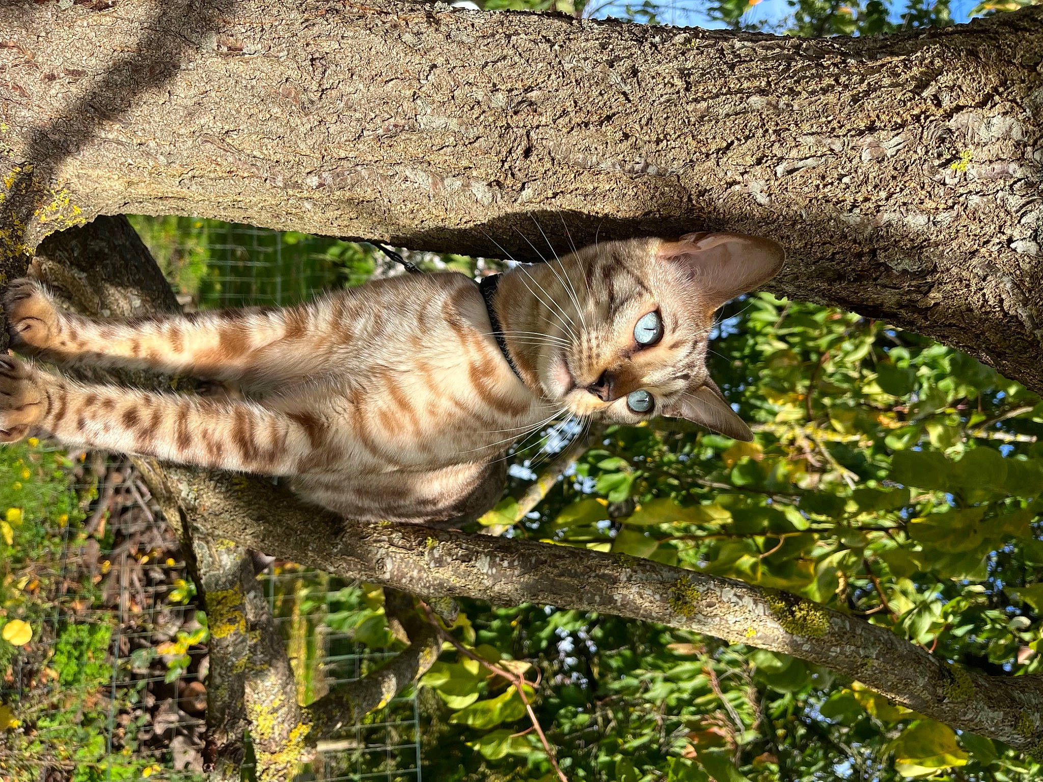 Simba a rejoint le concours — aidez-le/la à gagner de superbes lots ! beak, bird_of_prey, branch, carnivore, cat, domestic_short_haired_cat, eye, fawn, felidae, grass, organism, plant, small_to_medium_sized_cats, snout, tail, terrestrial_animal, tree, trunk, twig, whiskers