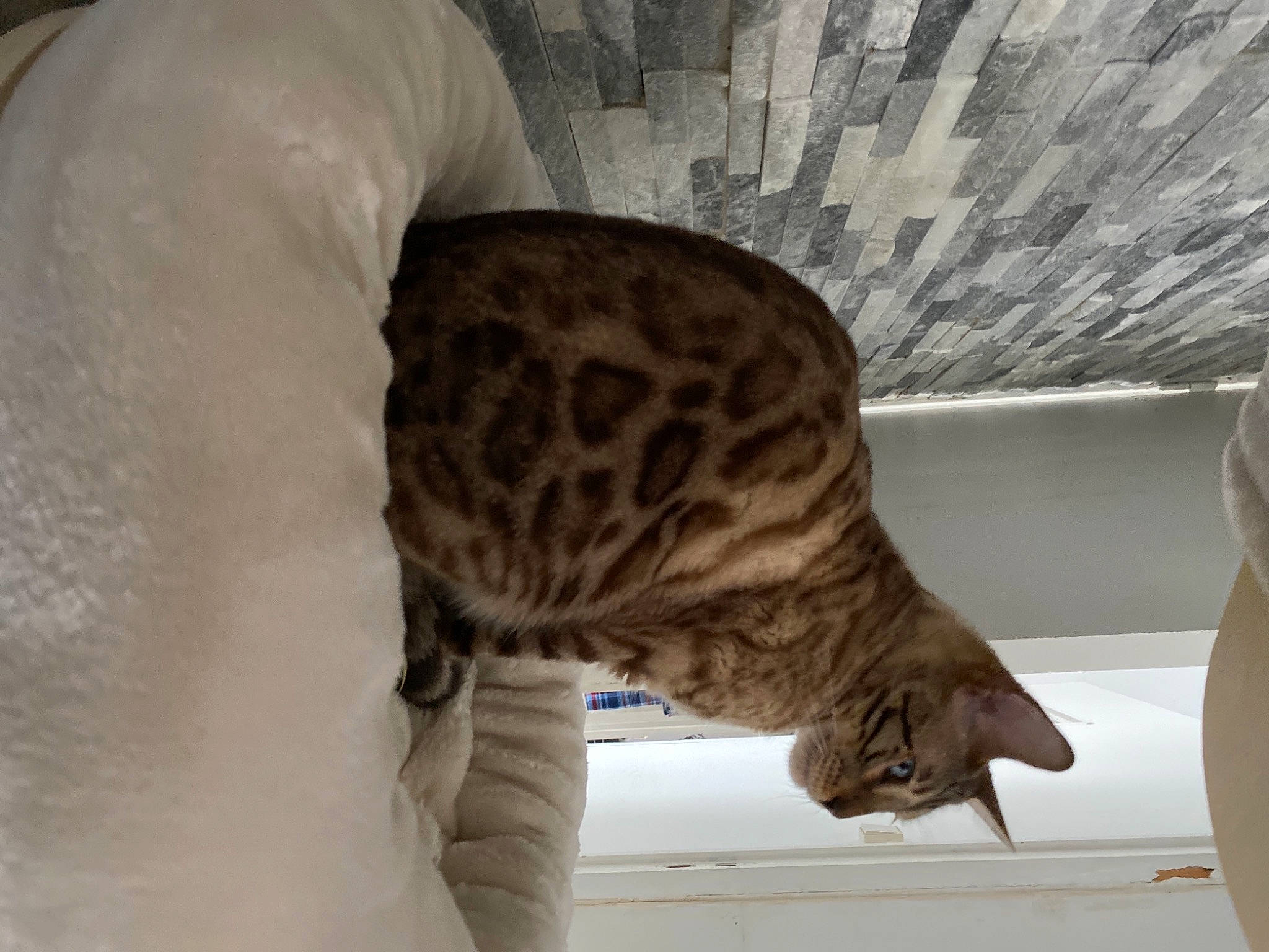 Simba a rejoint le concours — aidez-le/la à gagner de superbes lots ! big_cats, carnivore, cat, cat_bed, cat_supply, claw, comfort, domestic_short_haired_cat, felidae, fur, paw, small_to_medium_sized_cats, snout, tail, terrestrial_animal, whiskers, wildlife, wood