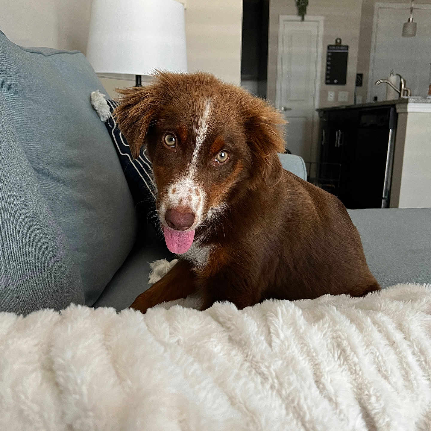 Sunny is registered to the contest to win money with this photo: animal, architecture, blanket, building, canine, couch, cushion, dog, furniture, homedecor, hound, indoors, interiordesign, lamp, livingroom, pet, pillow, puppy, room, tablelamp
