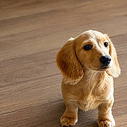 Enzo is registered to the contest to win money with this photo: puppy, dog, pet, brown, floor, wooden_floor, young_dog, cute, floppy_ears, animal, domestic_animal, indoor, looking_up, small_dog, adorable, fur, canine, companion, portrait, standing