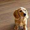 puppy, dog, pet, brown, floor, wooden_floor, young_dog, cute, floppy_ears, animal, domestic_animal, indoor, looking_up, small_dog, adorable, fur, canine, companion, portrait, standing