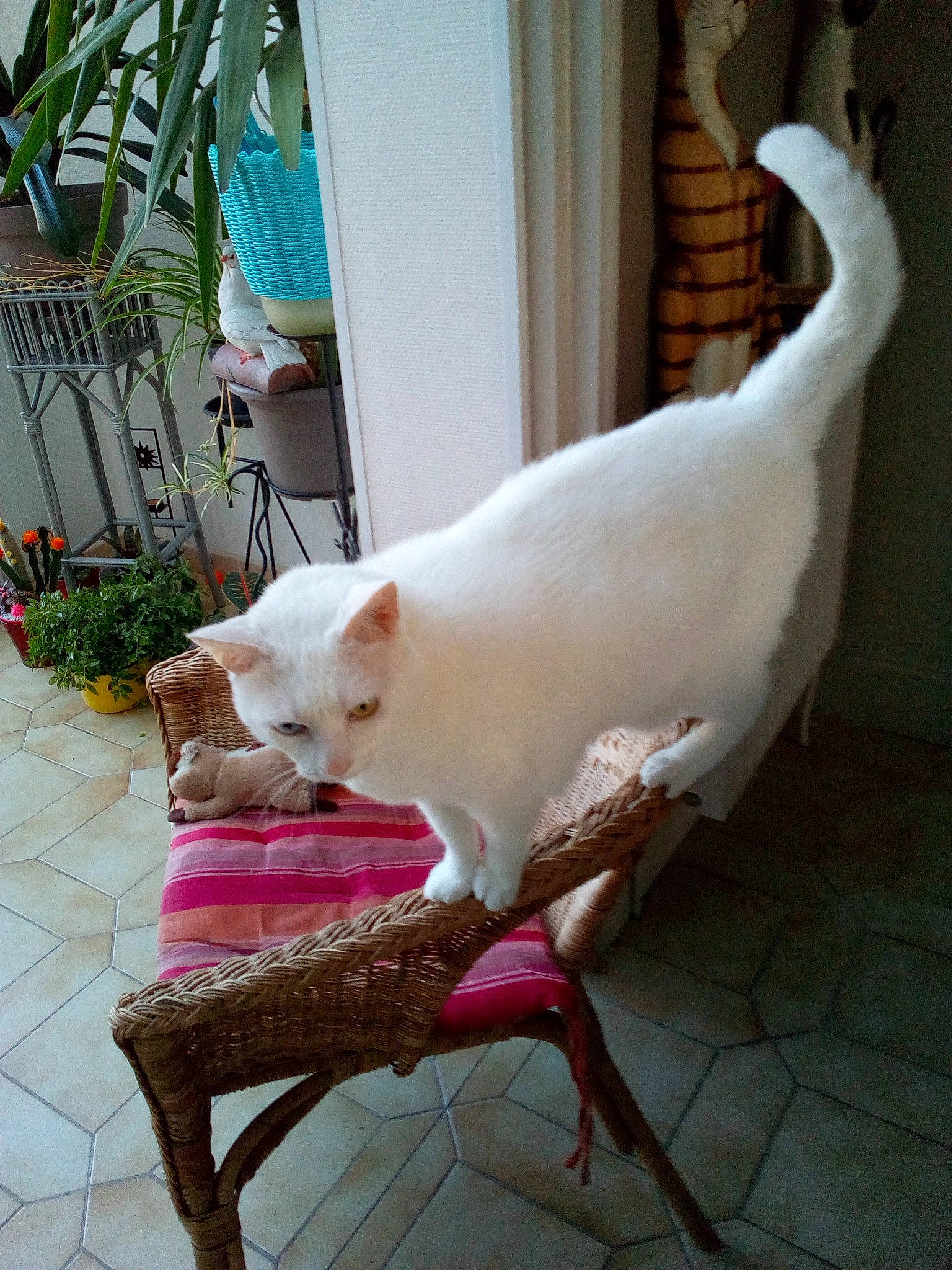 Doudoune a rejoint le concours — aidez-le/la à gagner de superbes lots ! carnivore, cat, chair, comfort, domestic_short_haired_cat, fawn, felidae, flooring, flowerpot, fur, houseplant, linens, outdoor_furniture, plant, small_to_medium_sized_cats, snout, tail, whiskers, window, wood