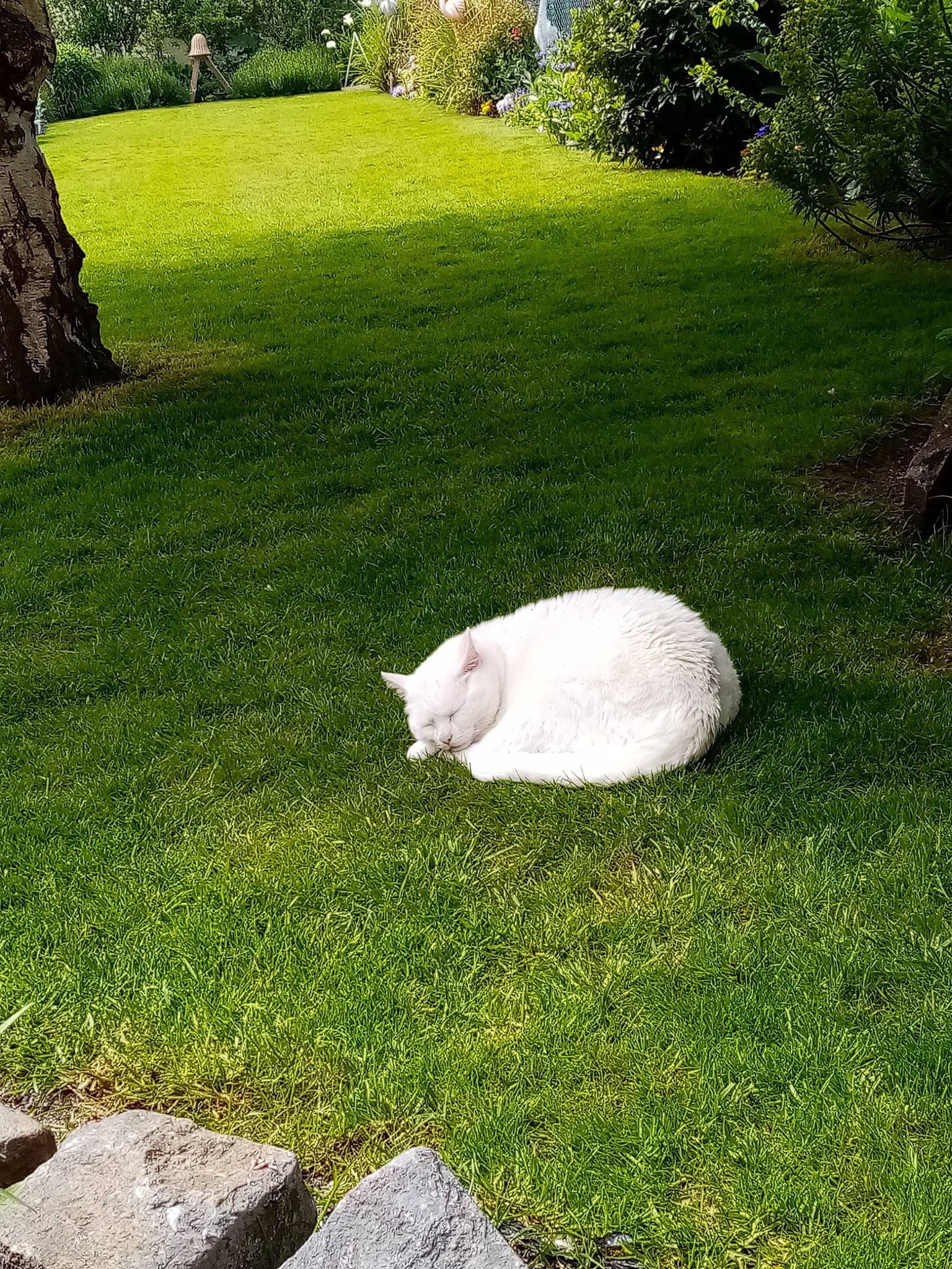 Doudoune a rejoint le concours — aidez-le/la à gagner de superbes lots ! cat, felidae, fur, garden, grass, grass_family, grassland, groundcover, landscape, landscaping, lawn, meadow, natural_landscape, pasture, plant, shrub, tail, tree, trunk, yard