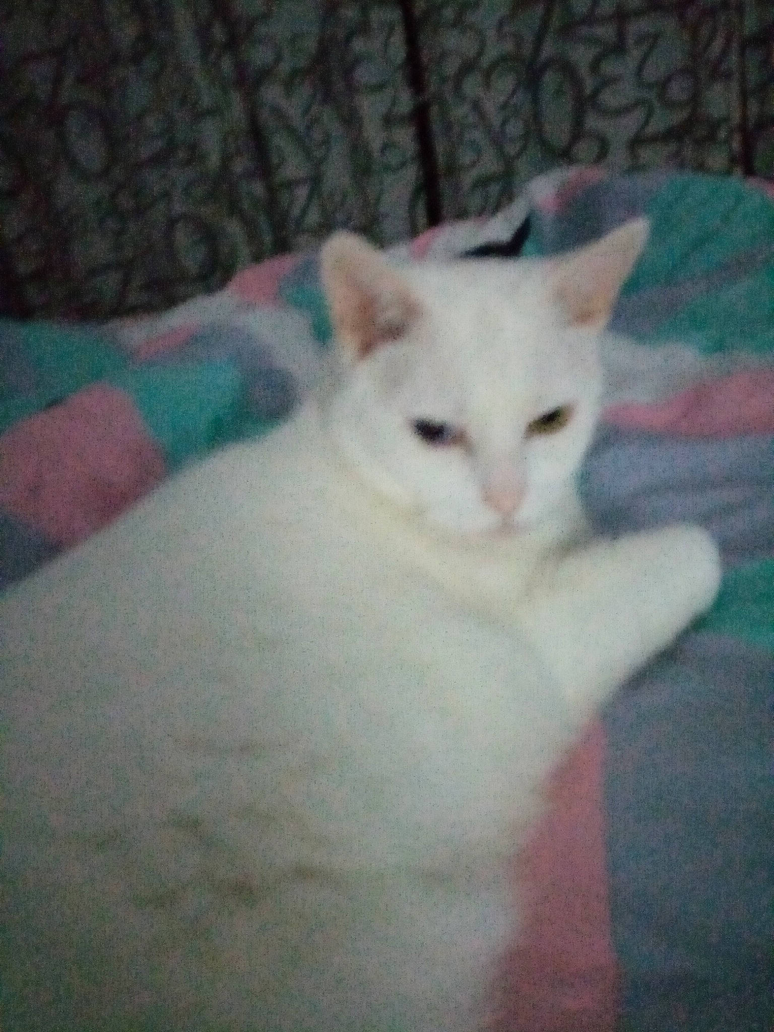 Doudoune a rejoint le concours — aidez-le/la à gagner de superbes lots ! carnivore, cat, domestic_short_haired_cat, eye, fawn, felidae, fur, paw, small_to_medium_sized_cats, snout, tail, whiskers