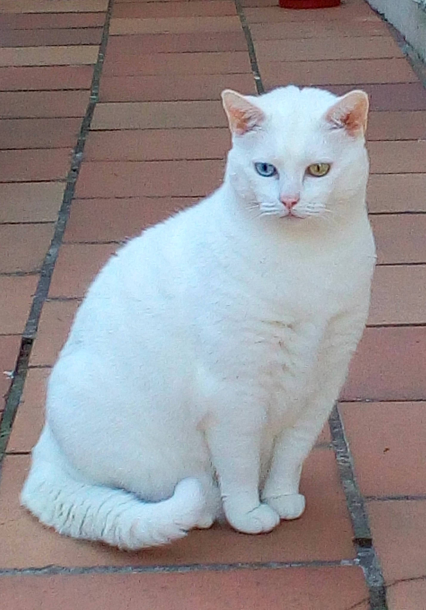 Doudoune a rejoint le concours — aidez-le/la à gagner de superbes lots ! art, carnivore, cat, domestic_short_haired_cat, eye, felidae, fur, head, human_body, line, paw, sitting, small_to_medium_sized_cats, snout, tail, terrestrial_animal, whiskers