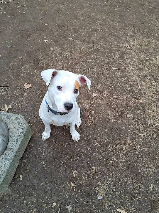 Left Eye joined the competition — help win amazing prizes! asphalt, canidae, carnivore, collar, companion_dog, dog, dog_breed, dog_collar, fawn, non_sporting_group, pet_supply, road_surface, shadow, sidewalk, snout, soil, sporting_group, tail, terrier, working_animal