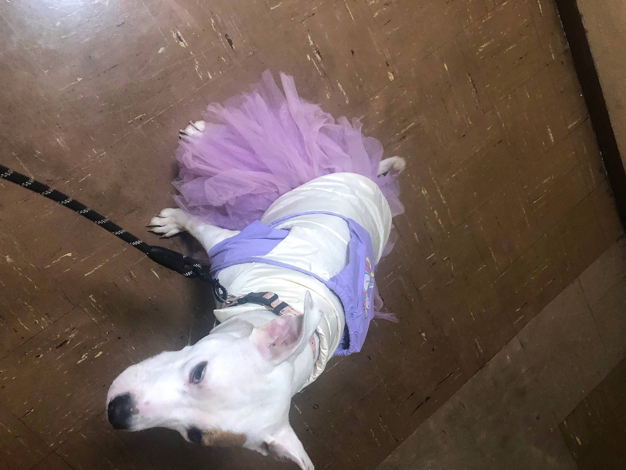 Left Eye is registered to the contest to win money with this photo: art, bull_terrier, carnivore, companion_dog, costume, dog, dog_breed, dog_clothes, dog_supply, feather, fictional_character, flooring, fur, magenta, non_sporting_group, purple, tail, toy_dog, working_animal