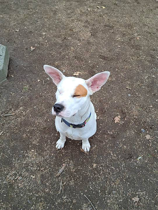 Left Eye joined the competition — help win amazing prizes! asphalt, canidae, carnivore, collar, companion_dog, dog, dog_breed, dog_collar, fawn, grass, paw, road_surface, snout, soil, sporting_group, tail, toy_dog, whiskers, wood, working_animal