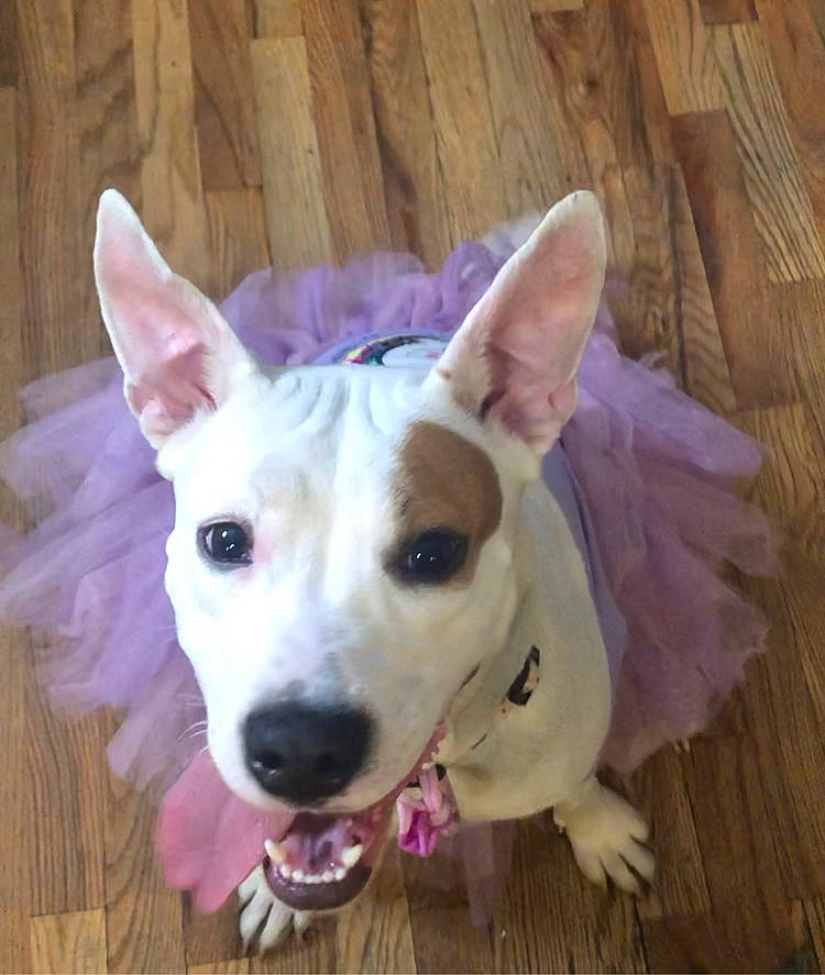 Left Eye is registered to the contest to win money with this photo: ancient_dog_breeds, carnivore, collar, companion_dog, dog, dog_breed, dog_collar, door, ear, fawn, flooring, fur, hardwood, plank, snout, tail, whiskers, wood, wood_stain, working_animal