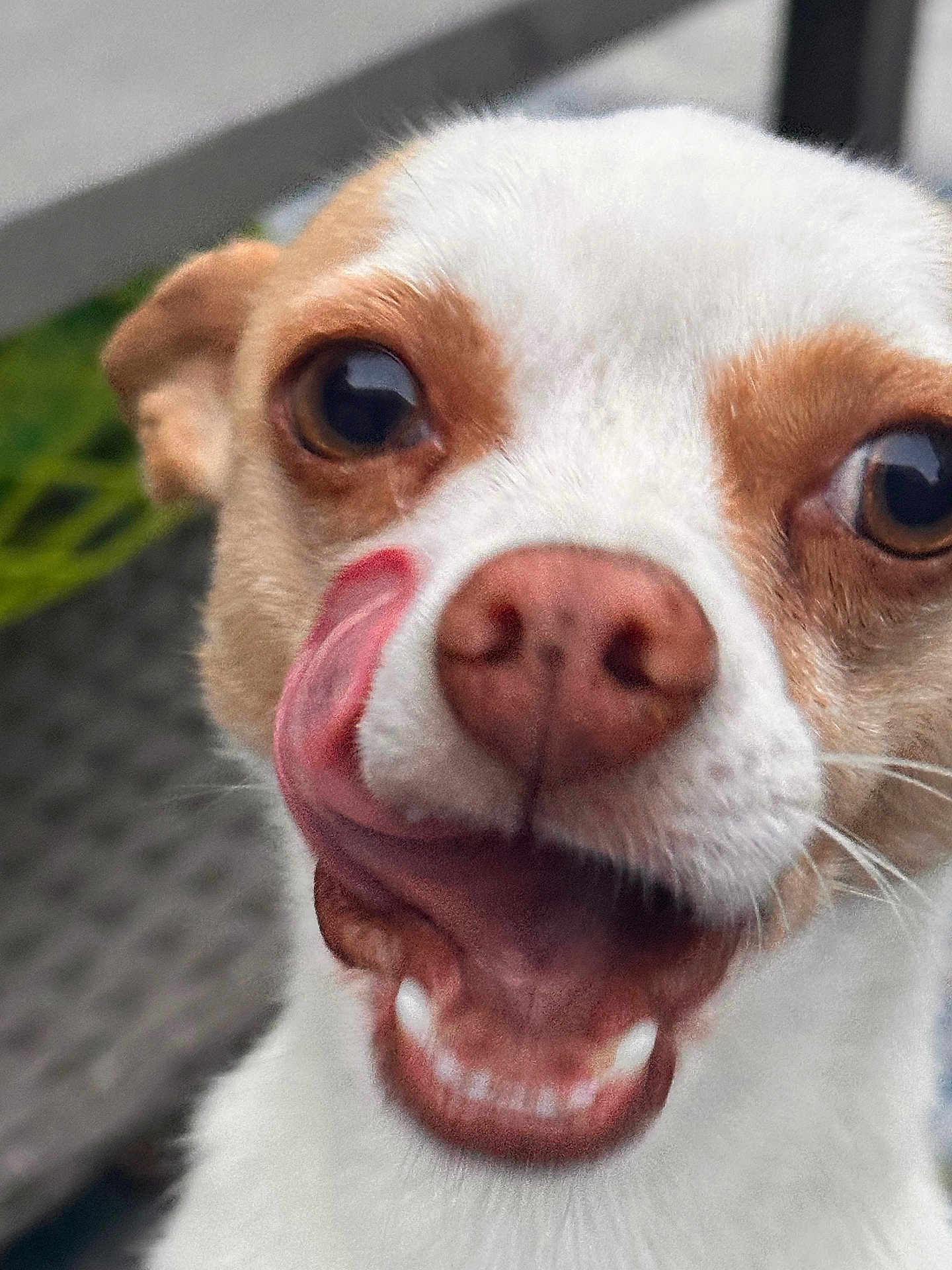 Coco joined the competition — help win amazing prizes! dog, close_up, tongue_out, cute, pet, white_fur, tan_fur, animal, playful, expression, nose, mouth, teeth, whiskers, outdoor, blurred_background, small_dog, mammal, tongue, face