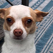 Coco is registered to the contest to win money with this photo: dog, close_up, white_fur, brown_fur, pet, animal, indoor, floor, patterned_rug, small_dog, face, ears, nose, eyes, looking, portrait, cute, canine, domestic_animal, expression