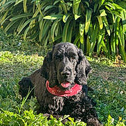 Joey a rejoint le concours — aidez-le/la à gagner de superbes lots ! dog, black_dog, bandana, red_bandana, grass, greenery, plants, outdoor, sunlight, pet, animal, nature, relaxed, tongue_out, fur, canine, leaves, garden, daylight, cute