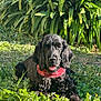 animal, bandana, black_dog, canine, cute, daylight, dog, fur, garden, grass, greenery, leaves, nature, outdoor, pet, plants, red_bandana, relaxed, sunlight, tongue_out