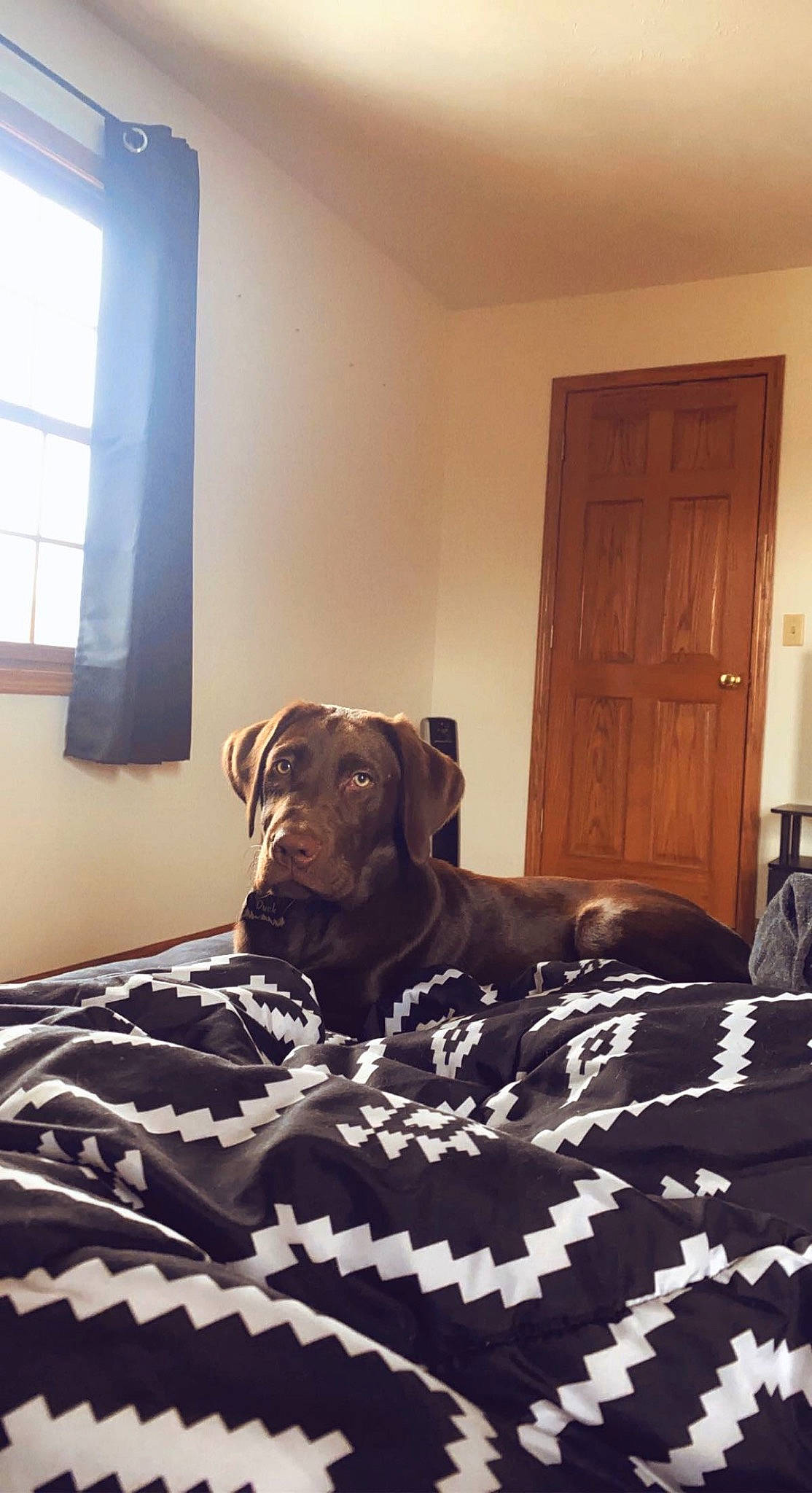 Duck joined the competition — help win amazing prizes! bed, bedding, carnivore, ceiling, comfort, companion_dog, dog, dog_breed, door, fawn, floor, flooring, hardwood, linens, room, sporting_group, tints_and_shades, window, wood, working_animal