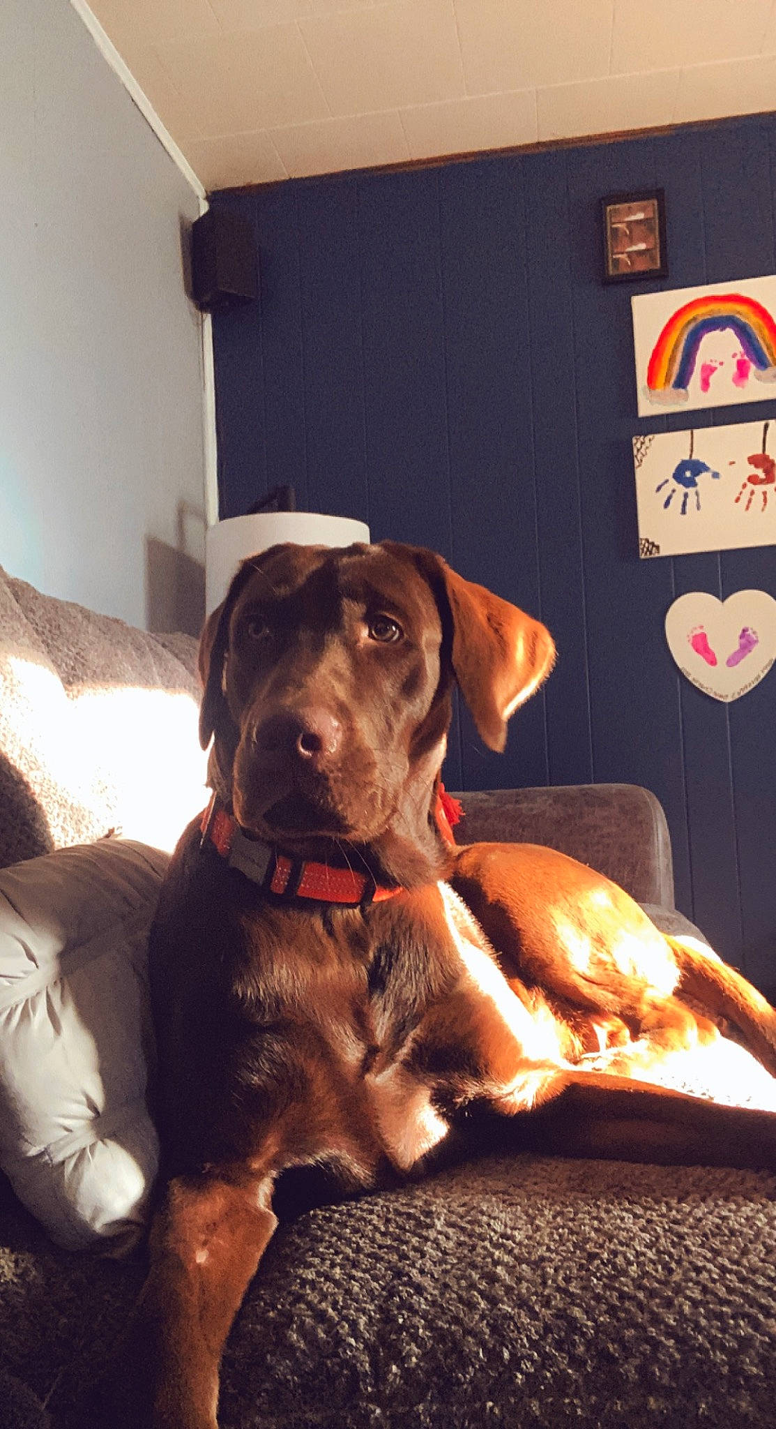 Duck joined the competition — help win amazing prizes! carnivore, collar, comfort, companion_dog, couch, dog, dog_breed, dog_collar, dog_supply, fawn, fur, guard_dog, gun_dog, hat, liver, pet_supply, pointing_breed, snout, sporting_group, working_animal