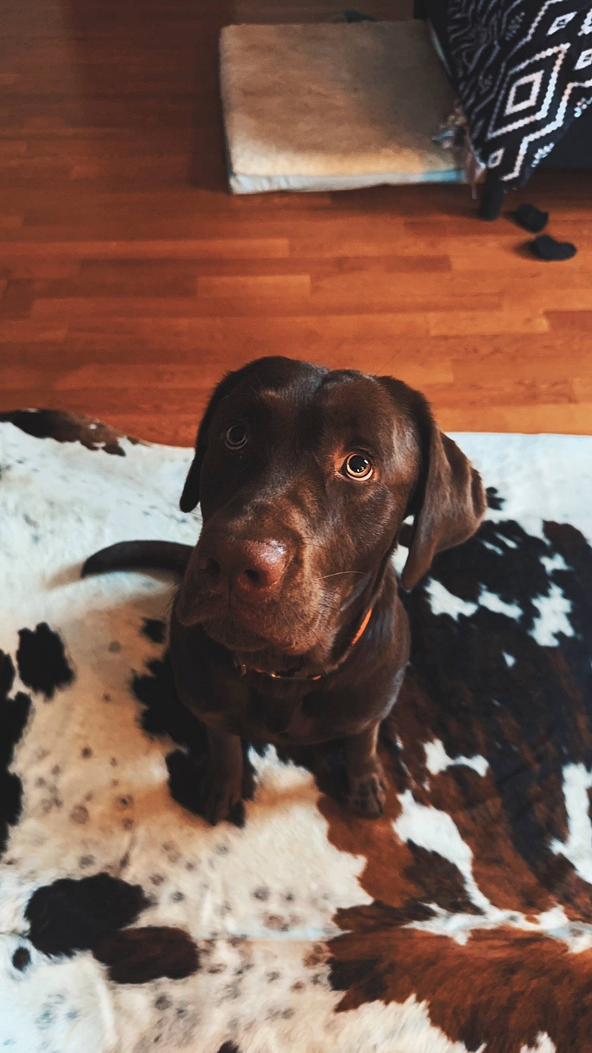 Duck is registered to the contest to win money with this photo: braque_francais, brown, canidae, carnivore, companion_dog, dog, dog_breed, dog_collar, fawn, flooring, fur, german_shorthaired_pointer, gun_dog, hardwood, liver, snout, sporting_group, whiskers, wood, working_animal