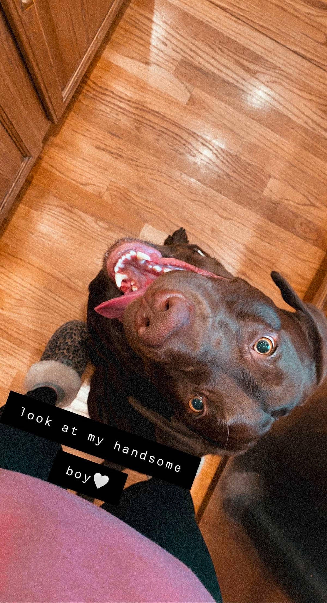 Duck joined the competition — help win amazing prizes! canidae, carnivore, companion_dog, dog, dog_breed, eyewear, fawn, flooring, hardwood, liver, personal_protective_equipment, plank, selfie, snout, sporting_group, varnish, whiskers, wood, wood_stain, working_animal