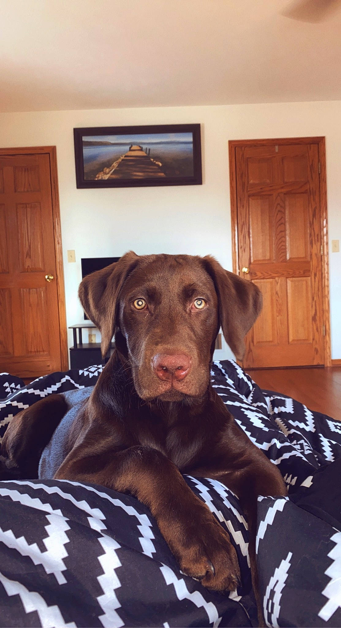 Duck joined the competition — help win amazing prizes! brown, cabinetry, carnivore, comfort, companion_dog, couch, dog, dog_breed, dog_supply, door, fawn, floor, flooring, hardwood, liver, picture_frame, snout, whiskers, wood, working_animal