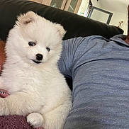Baddington participe au concours pour gagner de l'argent avec cette photo : puppy, dog, white_fur, fluffy, blanket, couch, indoor, person, shirt, blue_shirt, relaxing, pet, cute, home, furniture, window, door, carpet, cozy, companion