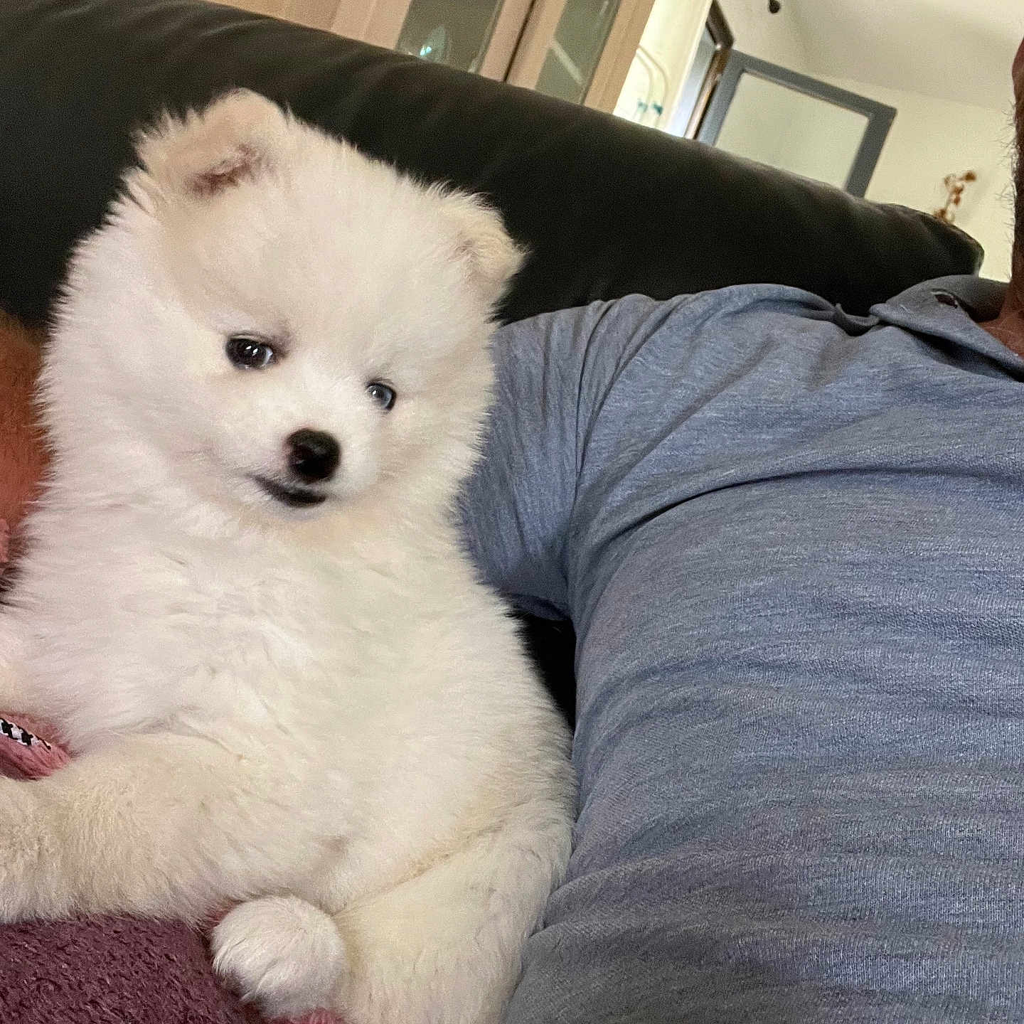 Baddington participe au concours pour gagner de l'argent avec cette photo : puppy, dog, white_fur, fluffy, blanket, couch, indoor, person, shirt, blue_shirt, relaxing, pet, cute, home, furniture, window, door, carpet, cozy, companion