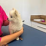 Baddington a rejoint le concours — aidez-le/la à gagner de superbes lots ! puppy, dog, white_fur, blue_eyes, vet_table, person, arm, pink_shirt, indoor, clinic, wooden_counter, scale, calm, pet, animal, cute, fluffy, small_dog, holding, exam